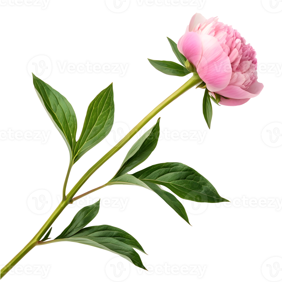 Pink peony flower with green leaves in a simple arrangement png