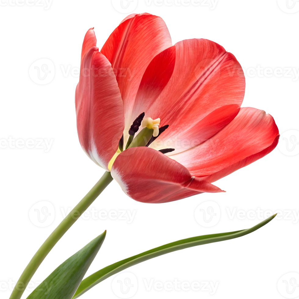 Red tulip flower blooms gracefully with elegant petals under soft light png