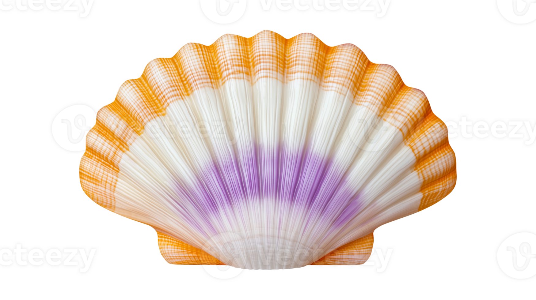 Colorful Scallop Shell on Transparent Background png