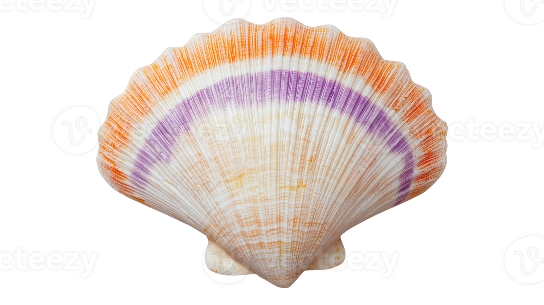 Gradient Seashell with Radial Stripes png