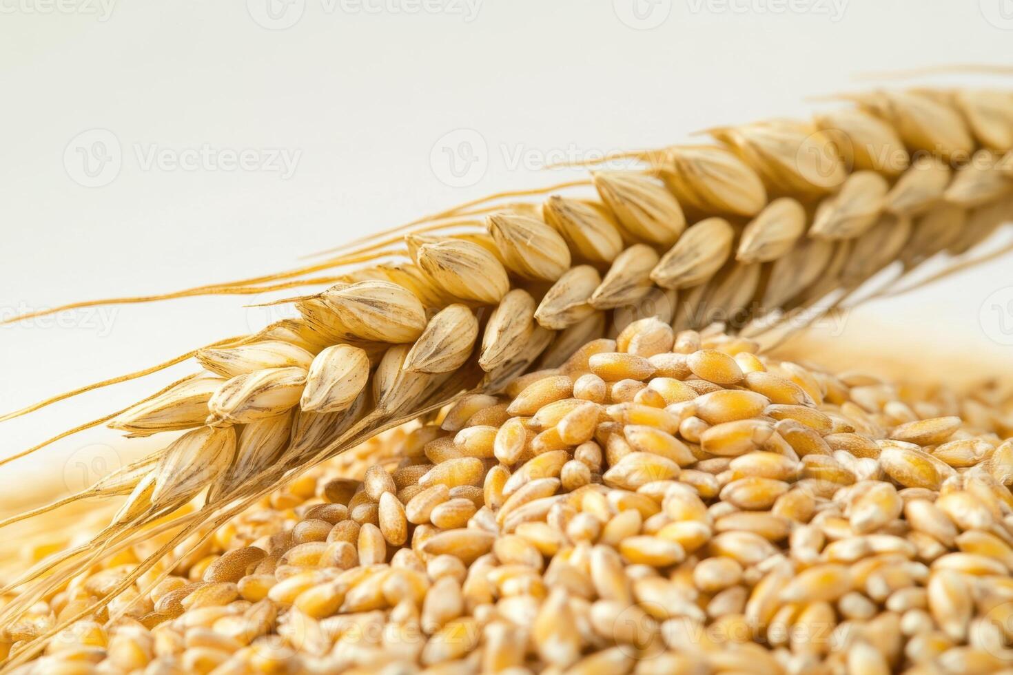 A bunch of wheat grain is shown with a stalk of wheat photo