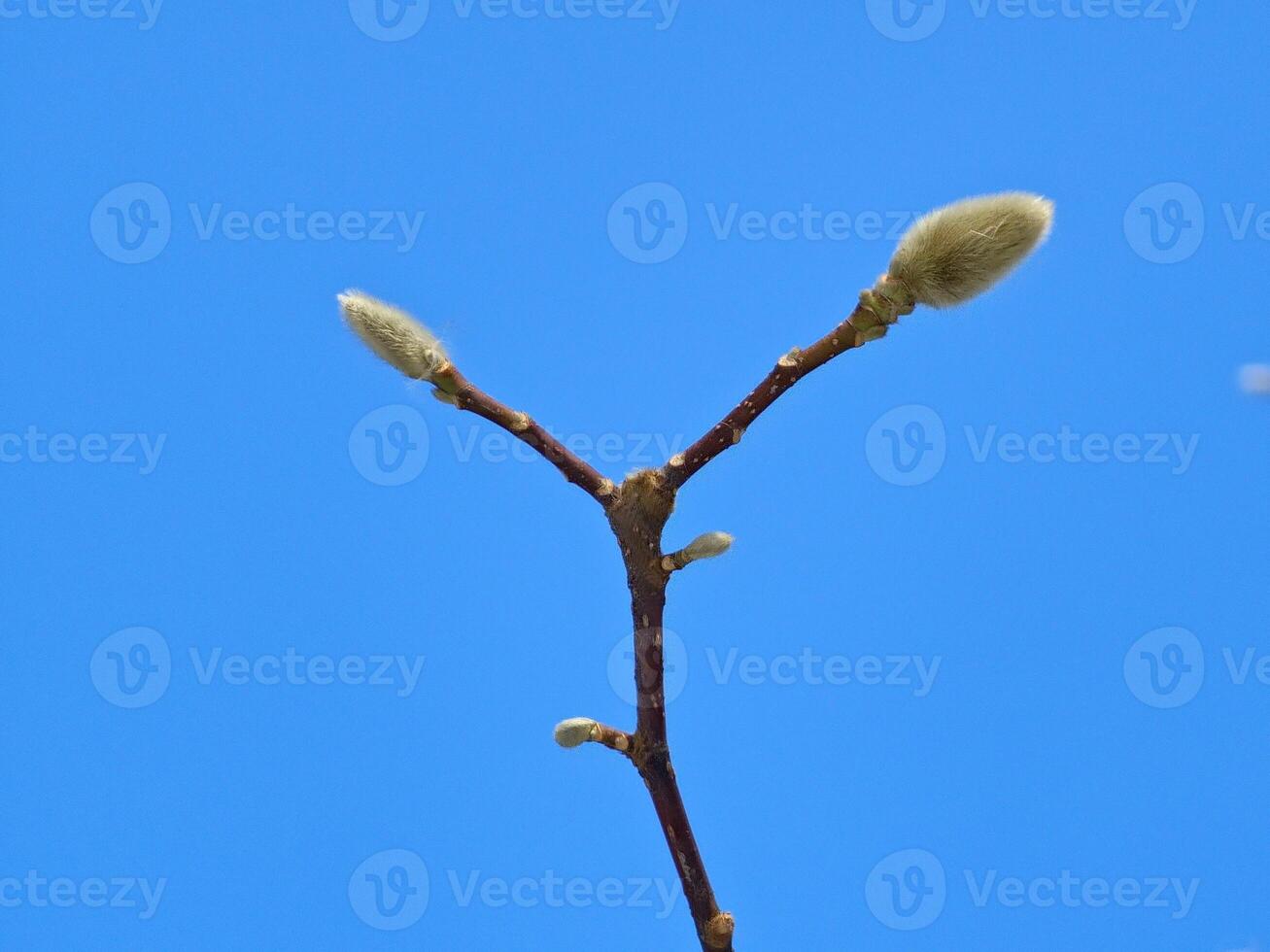 Close-up shot of magnolia flower buds waiting for spring against a clear sky photo