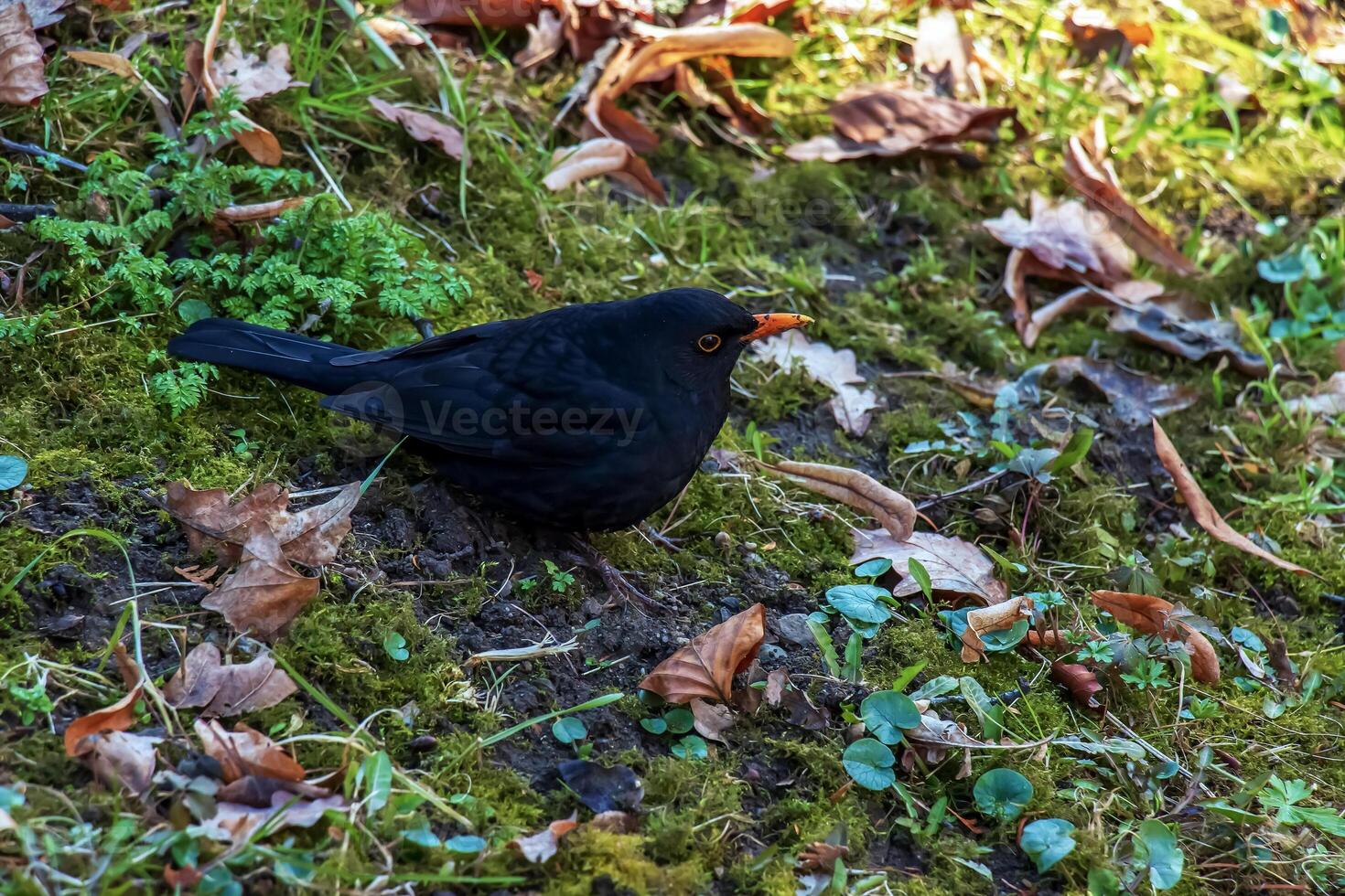 Common blackbird sits in the grass. photo