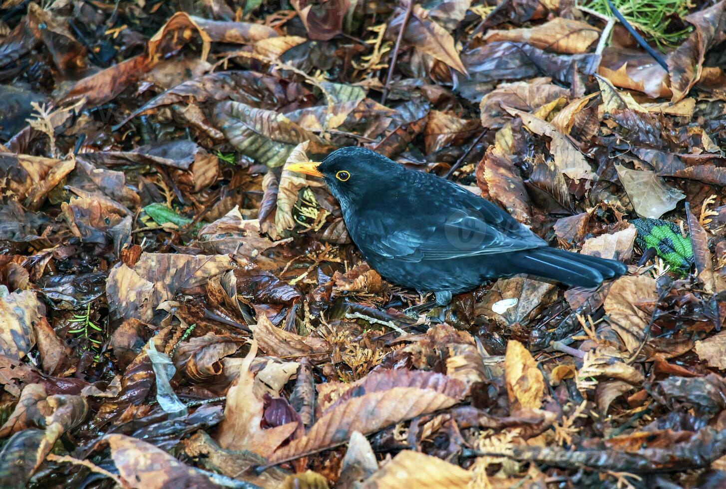 Female blackbird in city park grass photo