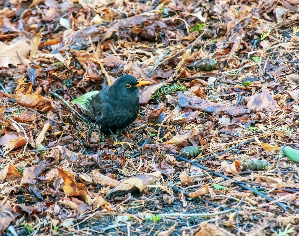 A common blackbird sits in the grass with fallen leaves. photo