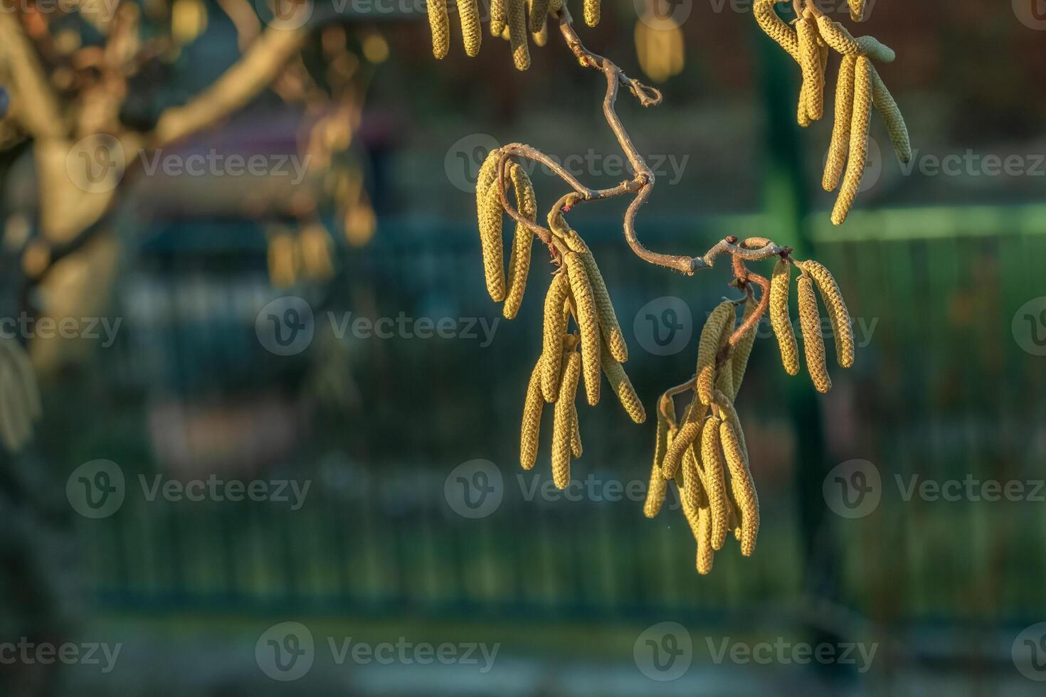Corylus avellana, common hazel spring male catkins closeup selective focus. Blurred dark background. Close-up. photo