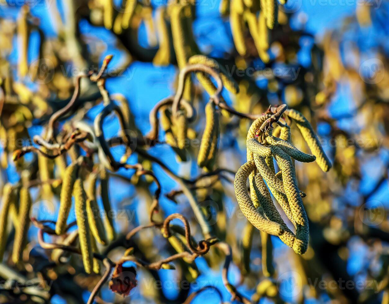 Corylus avellana, common hazel spring male catkins closeup selective focus. Blue sky background. Blurred background. photo
