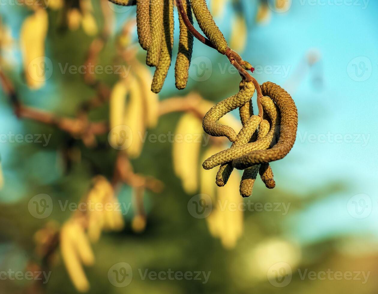 Corylus avellana, common hazel spring male catkins closeup selective focus. Blurred background. photo