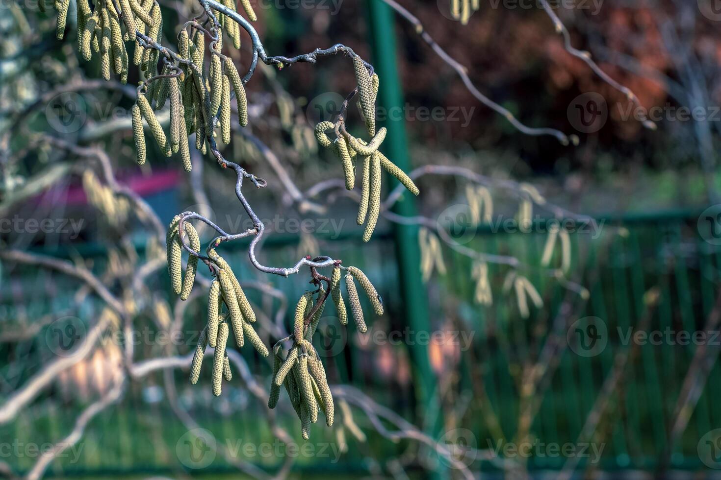 First signs of spring. Hazel, European filbert Corylus avellana opened flower buds and cats on the eve of spring photo