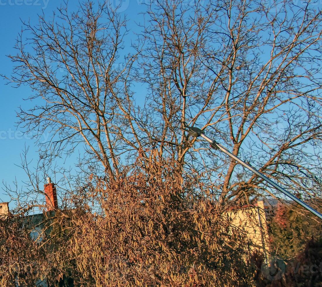 Pruning a hazel tree Corylus avellana with pruning shears in early spring against a blue sky. photo