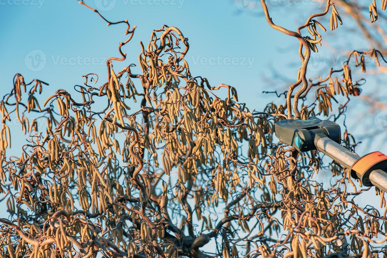 Pruning a hazel tree Corylus avellana with pruning shears against a blue sky. photo