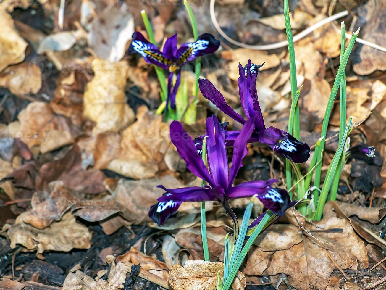 Close-up of a purple crocus flower with an intricate pattern in early spring. Spring concept. photo