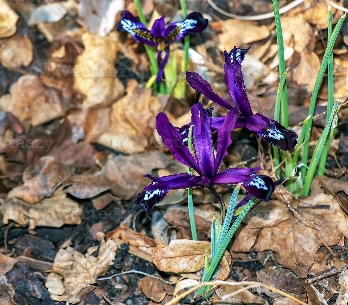 Close-up of a purple crocus flower with an intricate pattern in early spring. photo