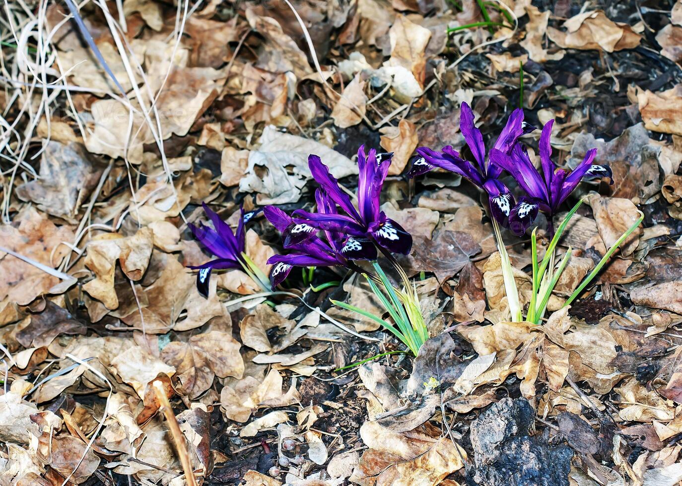 Purple crocus flowers with intricate pattern in early spring. Spring concept. photo
