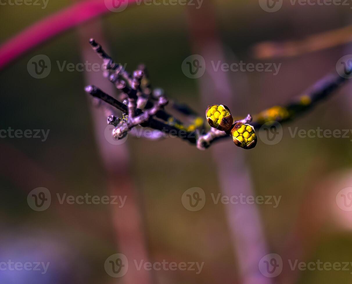 Branches with flower buds of male dogwood Cornus mas in early spring. photo