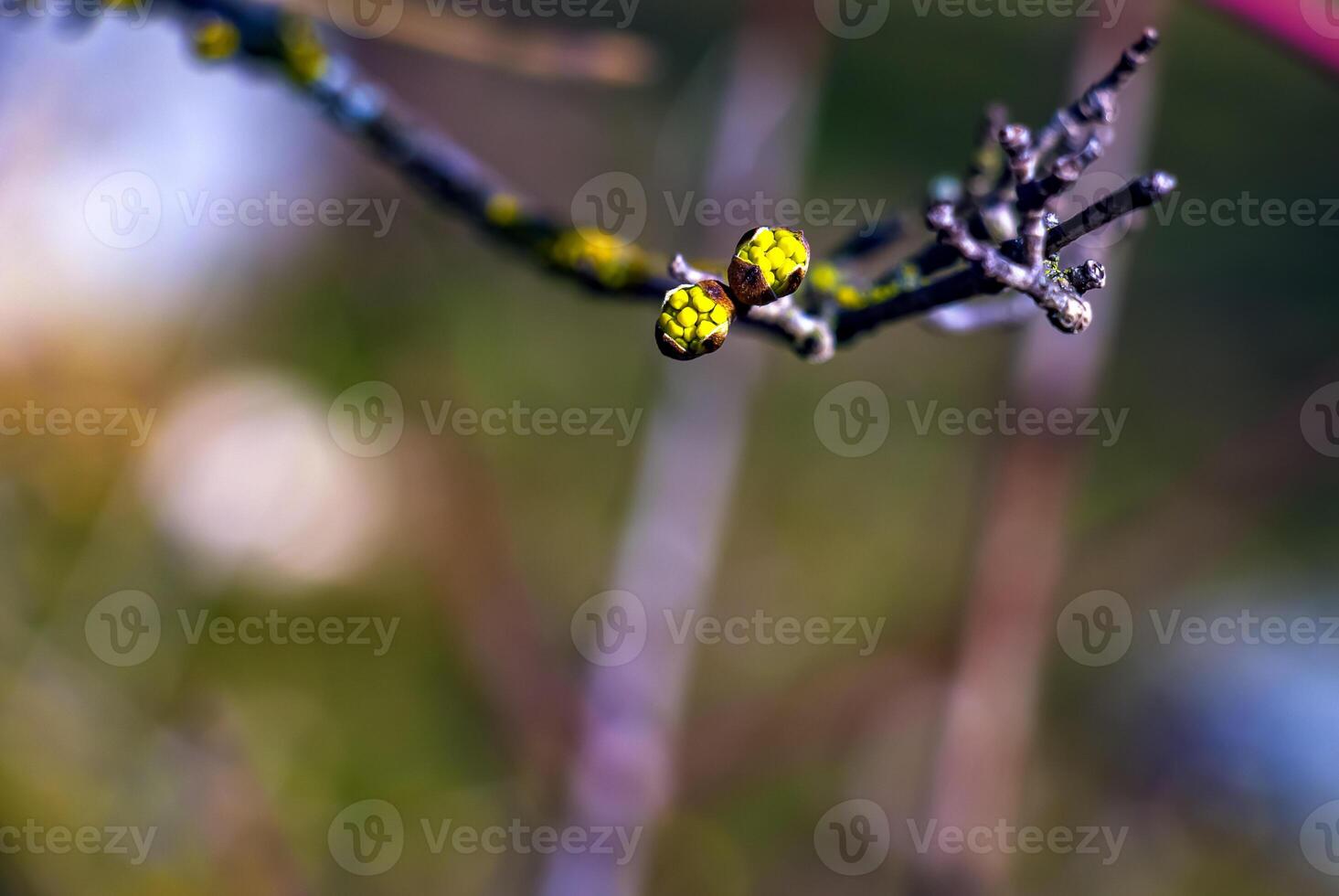 Branches with flower buds of male dogwood Cornus mas in early spring on a blurred background. photo