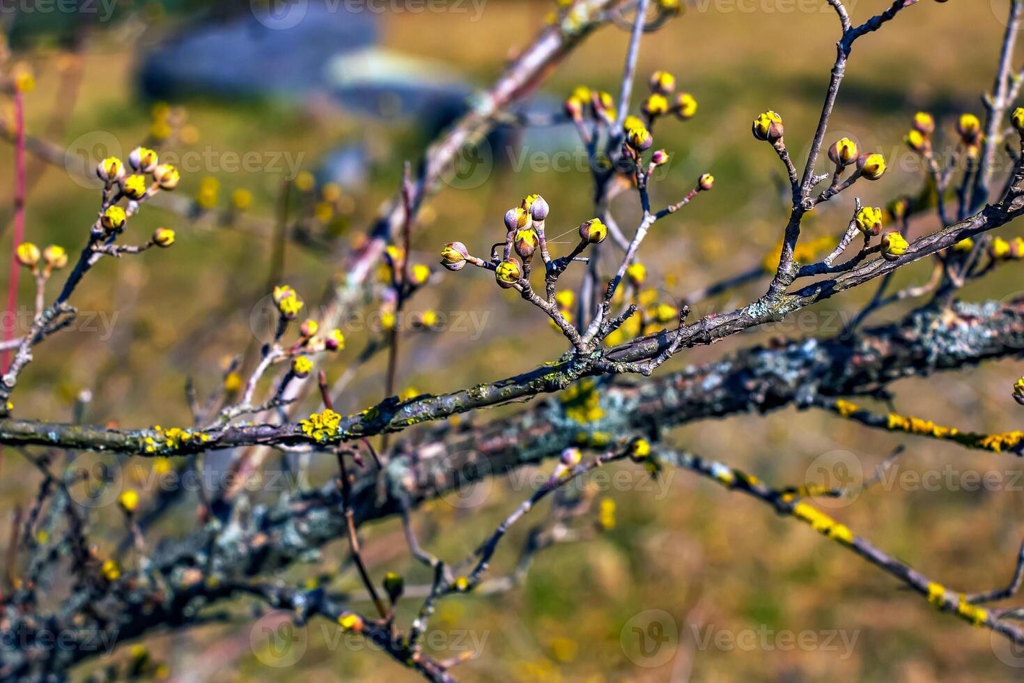 Branches with flowers of male dogwood Cornus mas in early spring on a blurred background. photo