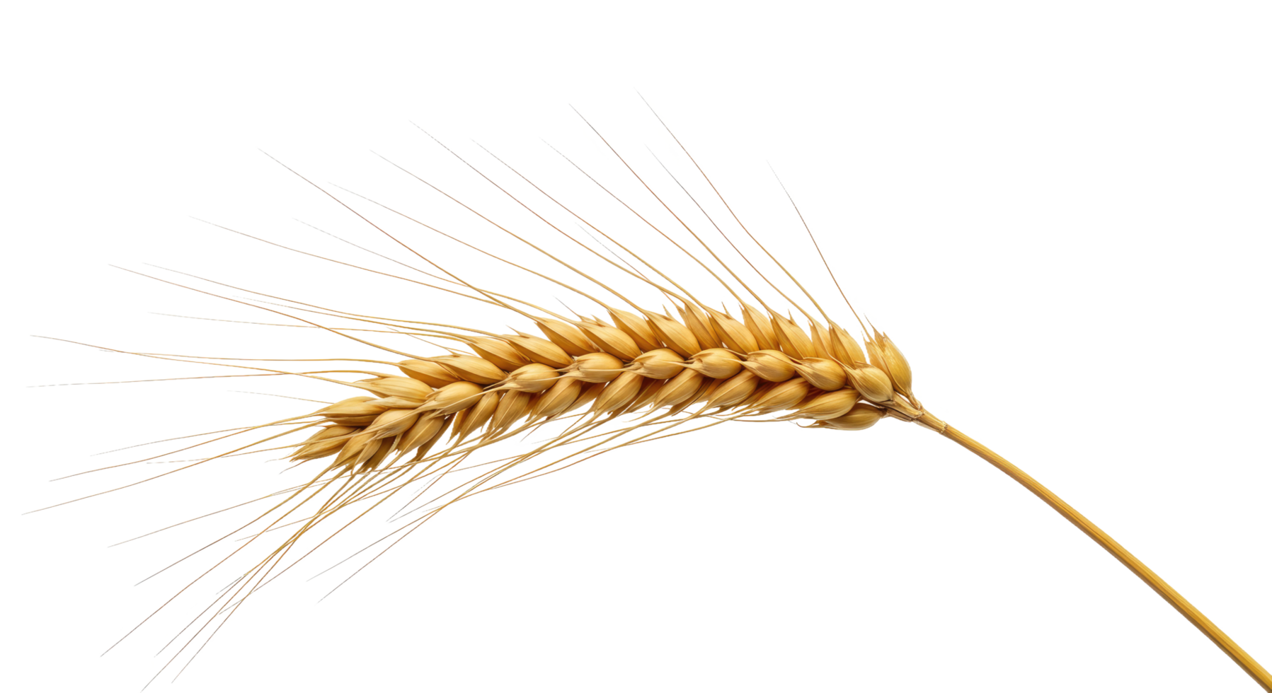 A Ripe Wheat Stalk With Golden Grains. Position the Stalk Centrally Using Soft Diffused Lighting png