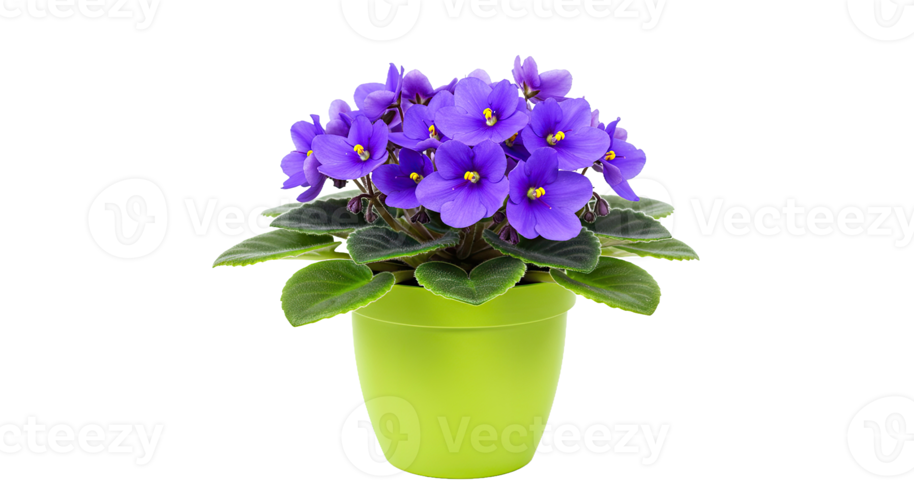 A Cheerful African Violet With Vibrant Purple Flowers in a Lime Green Pot png