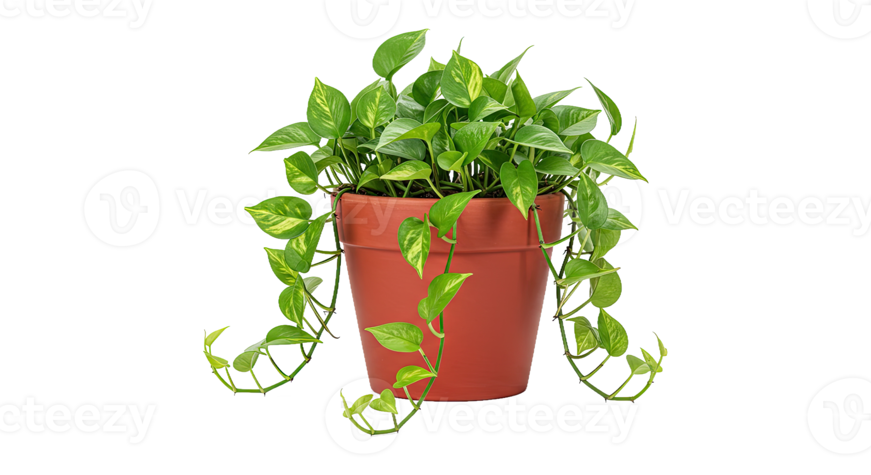 A Leafy Pothos Plant With Cascading Vines in a Red Terracotta Pot png