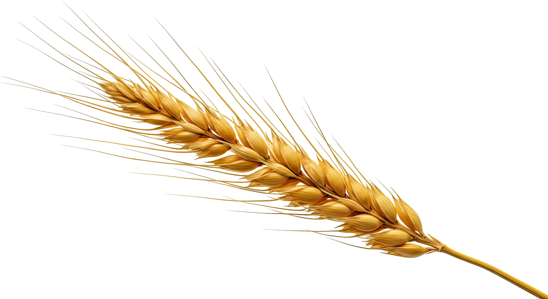Ripe Einkorn Wheat Stalk With Plump Golden Grains png