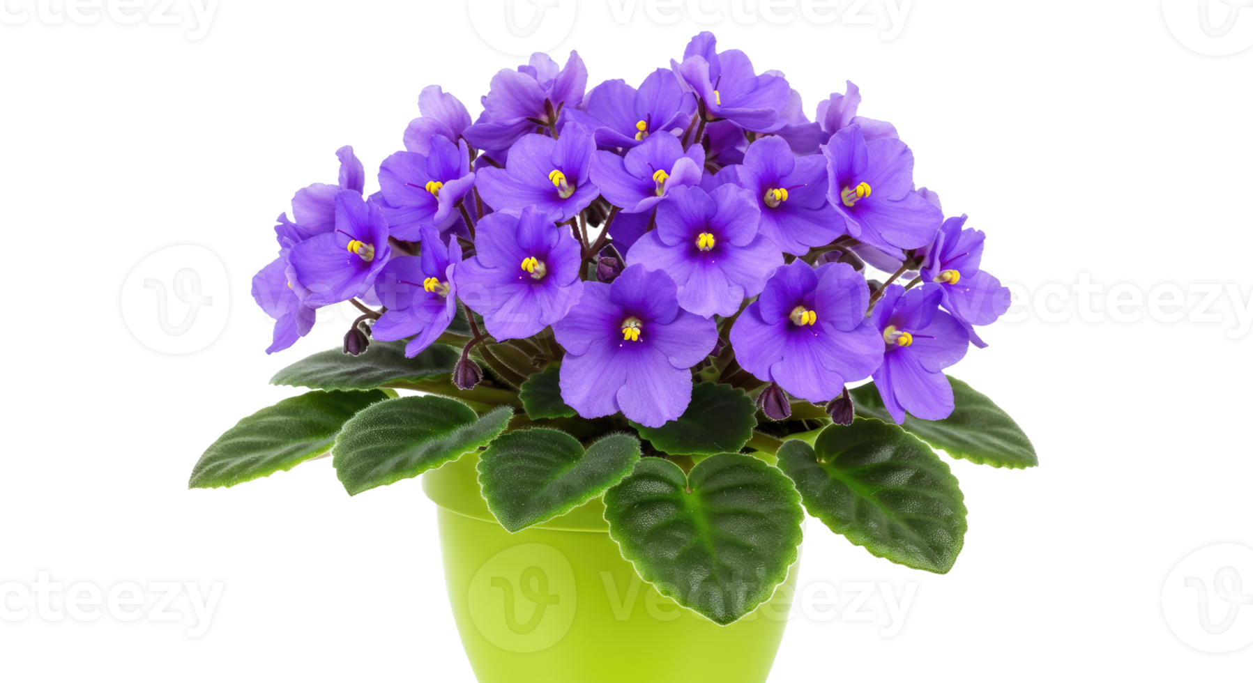 Purple flowers in a green pot on a black background png