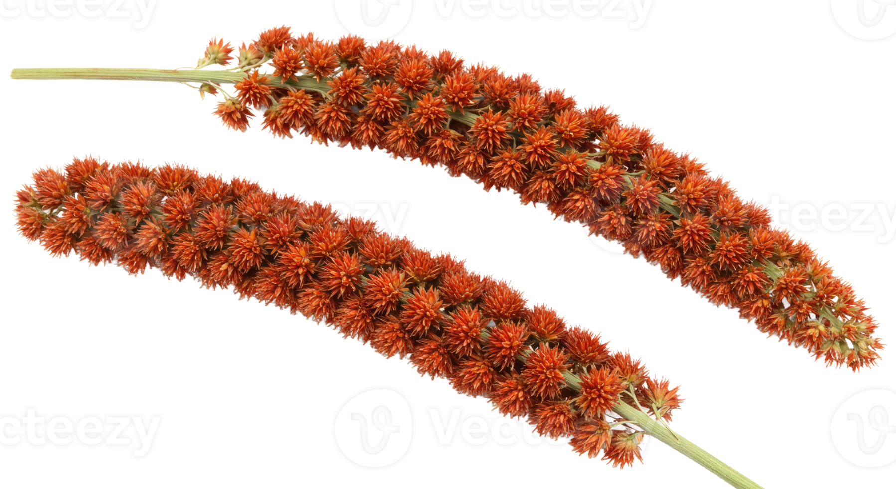 Ripe Finger Millet Stalk With Red-Brown Grains png