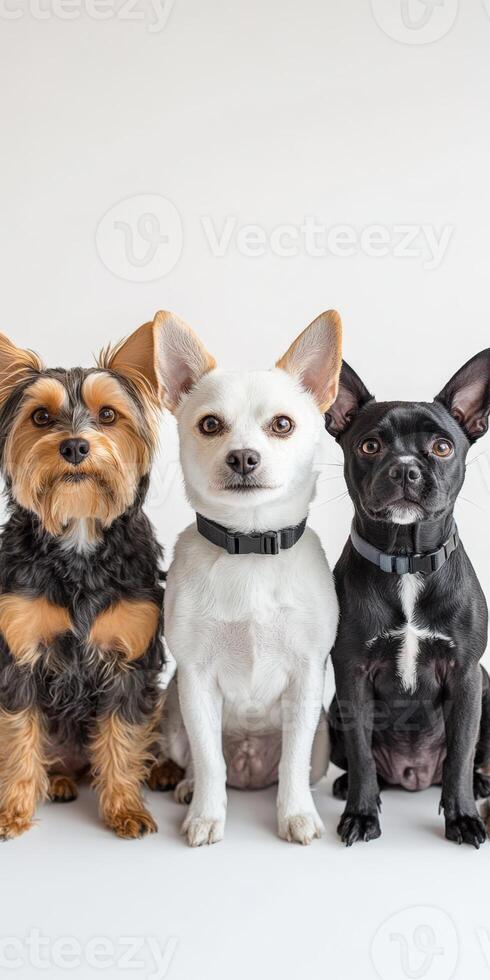 Three dogs sitting in front of a white background photo