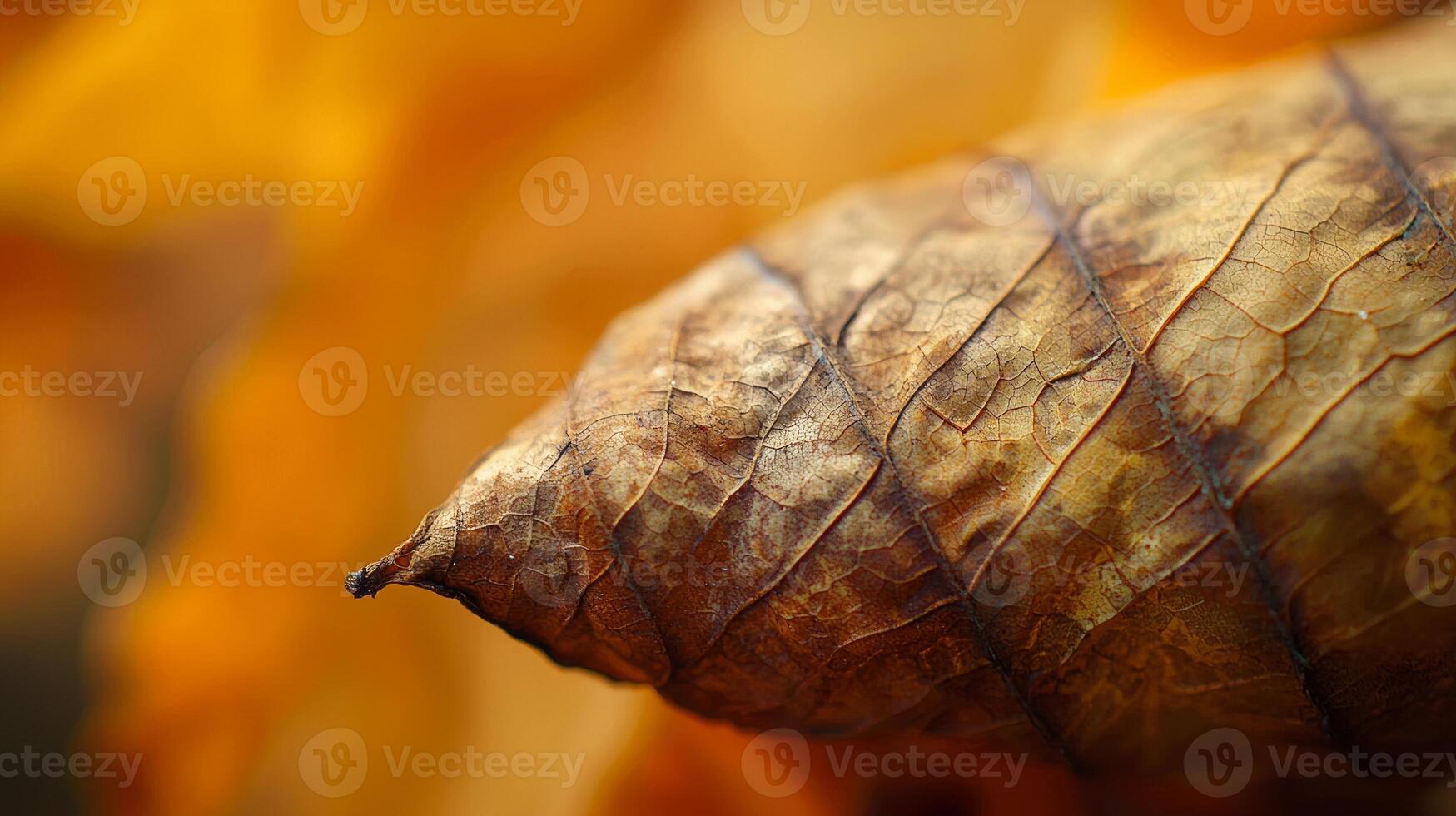 A close up of a leaf with a brown center photo