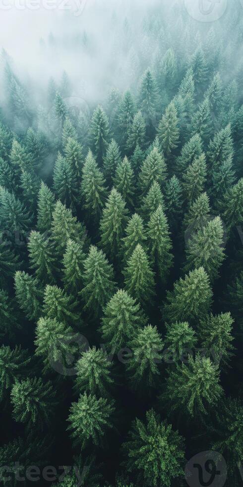 Aerial view of green pine trees in fog photo