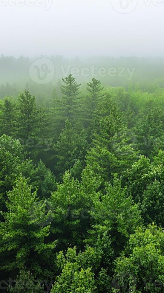 A forest of green trees in the fog photo