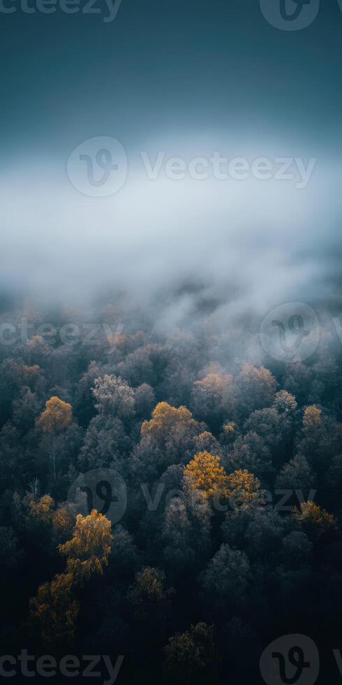 Misty forest with colorful autumn foliage in view photo