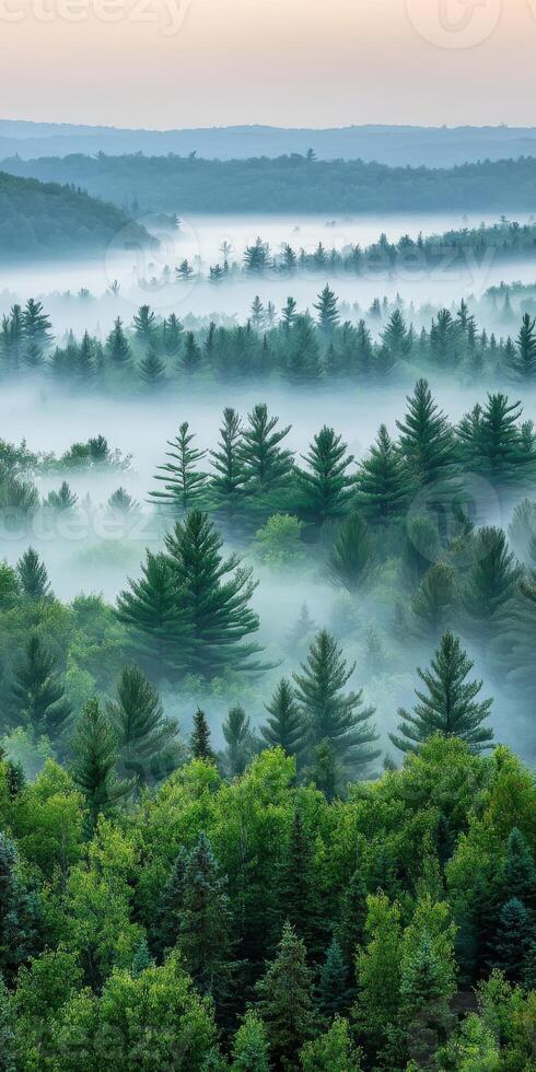 A misty forest with trees and fog photo