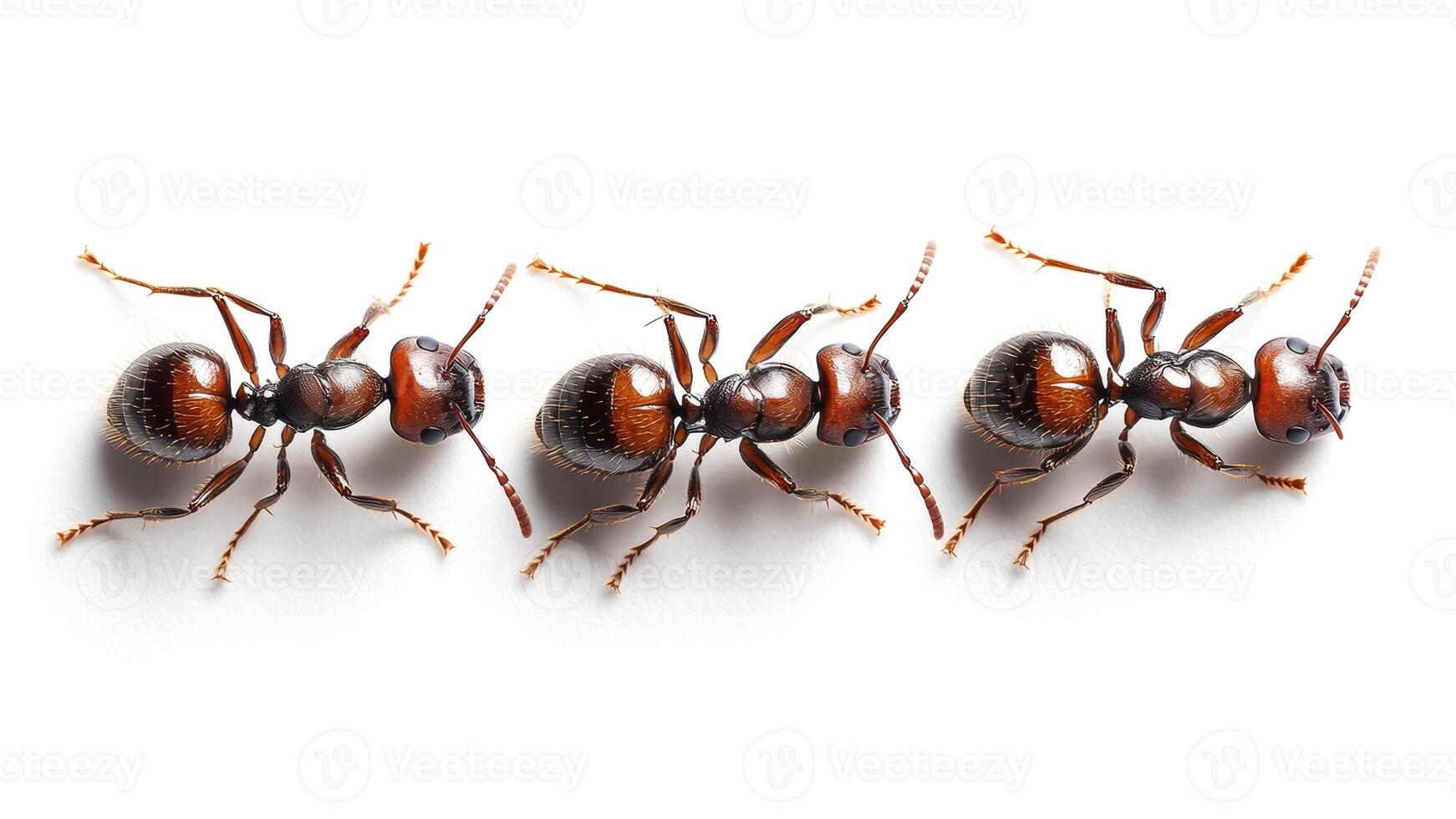 Ants marching in a straight line on a white surface photo