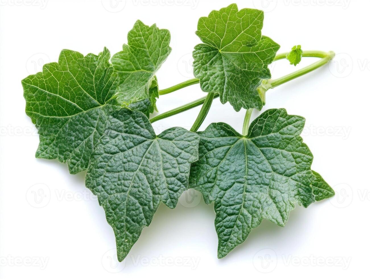 Fresh green vine leaves collected in a garden photo