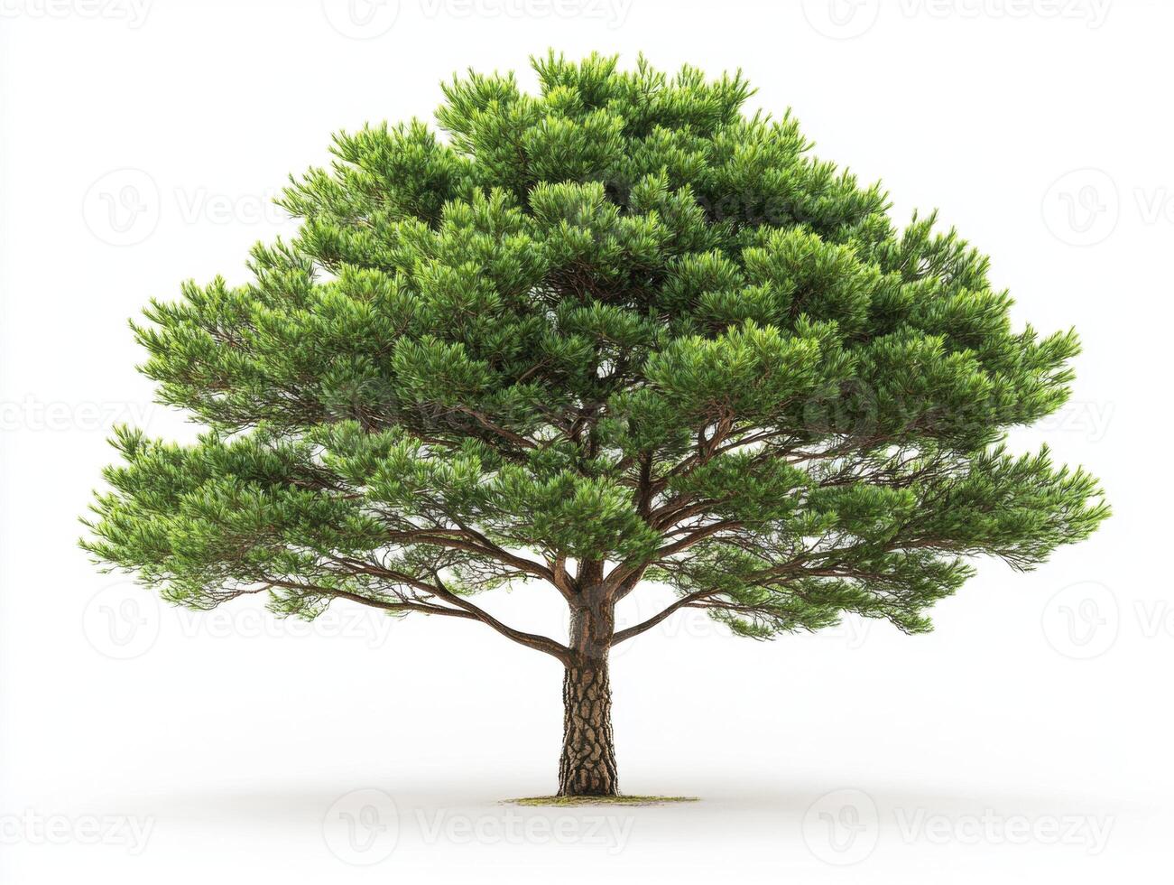 Lush green pine tree standing tall against a white background photo