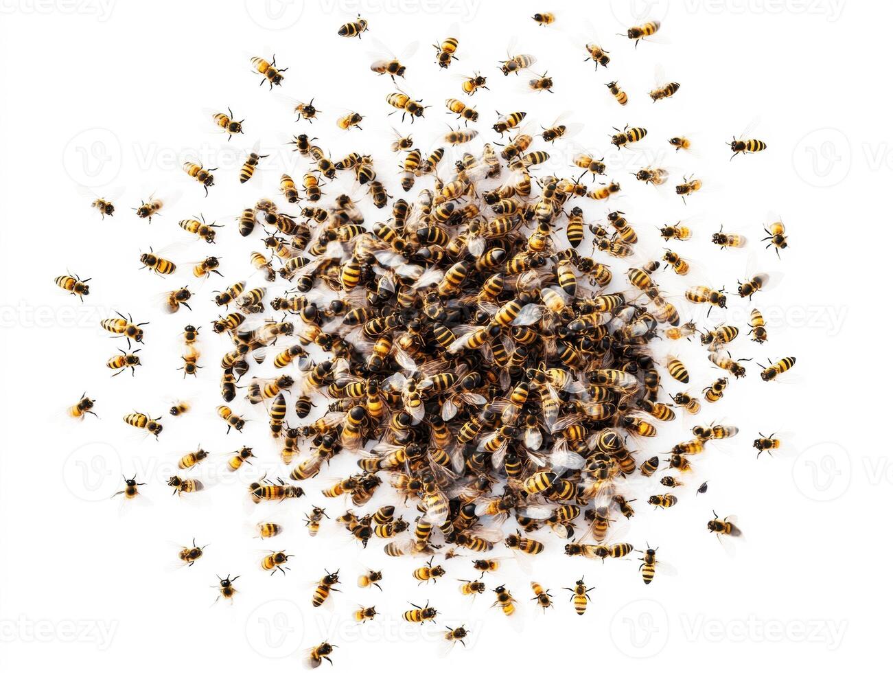 Swarm of bees buzzing together in a natural display photo