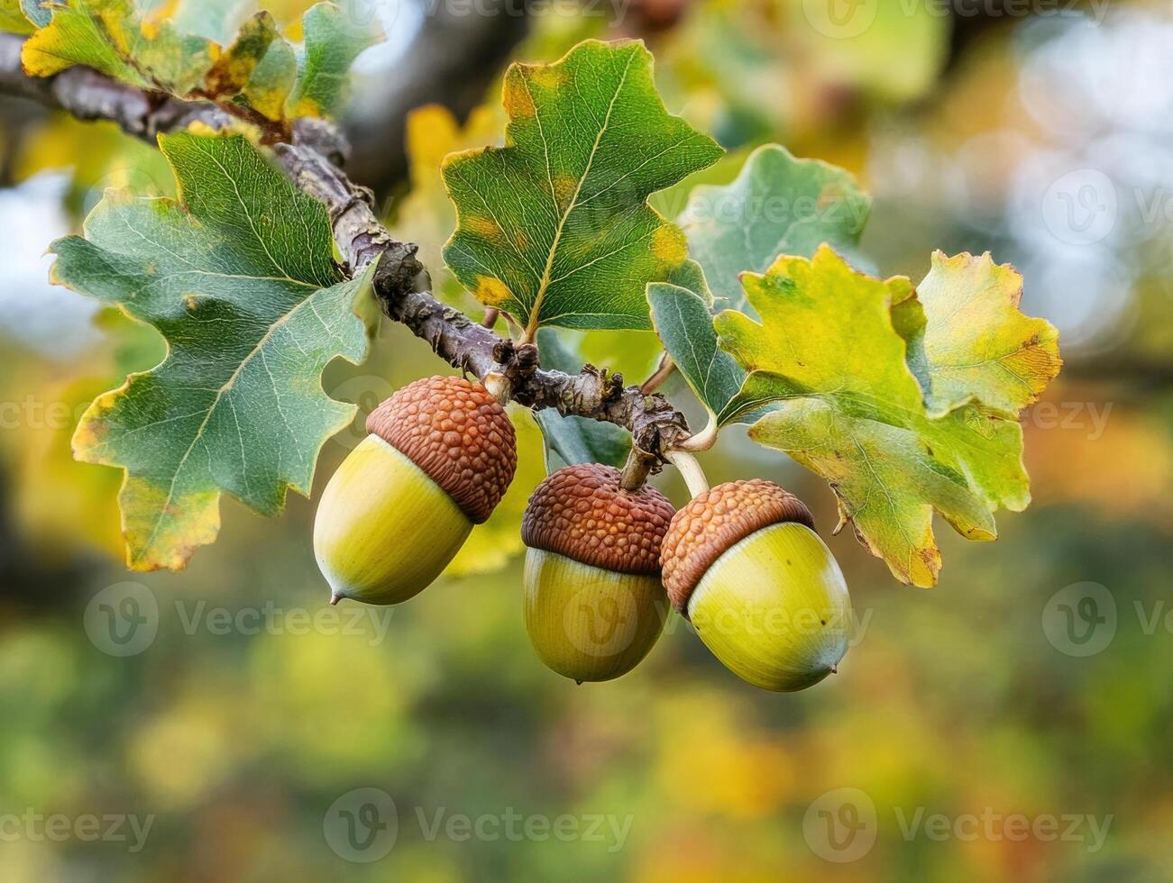Oak tree acorns hanging on a branch during autumn sunlight photo
