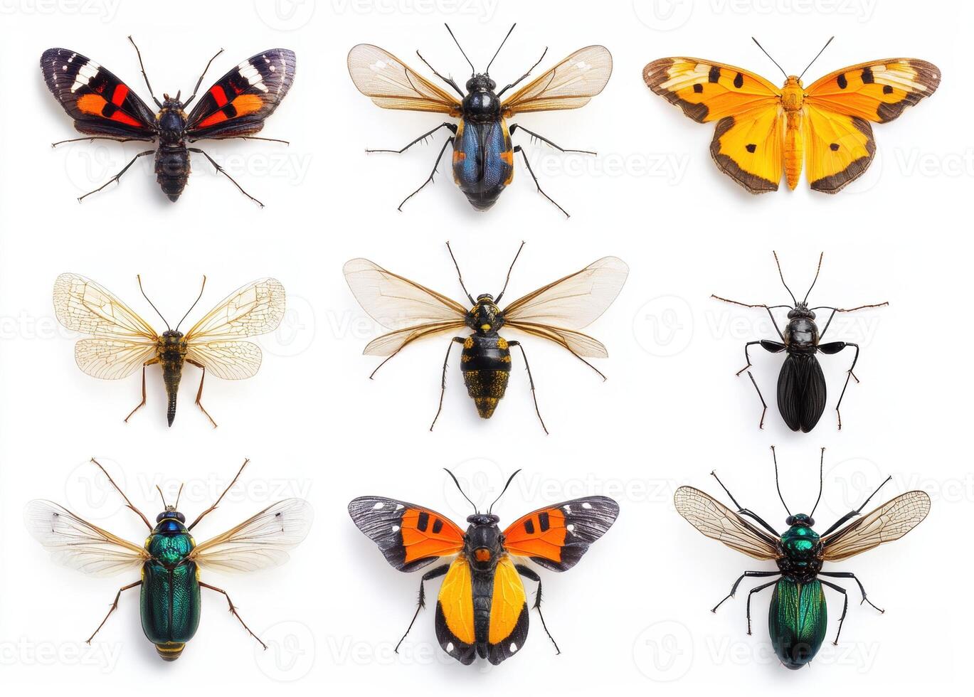 Collection of colorful insects displayed on a white surface photo