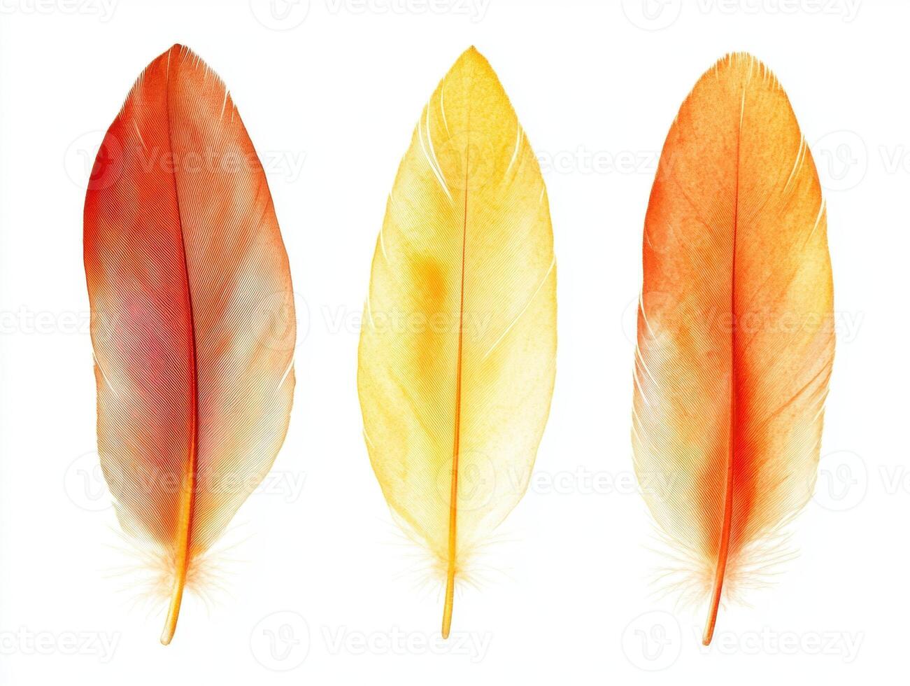 Brightly colored feathers arranged in a visually striking manner photo