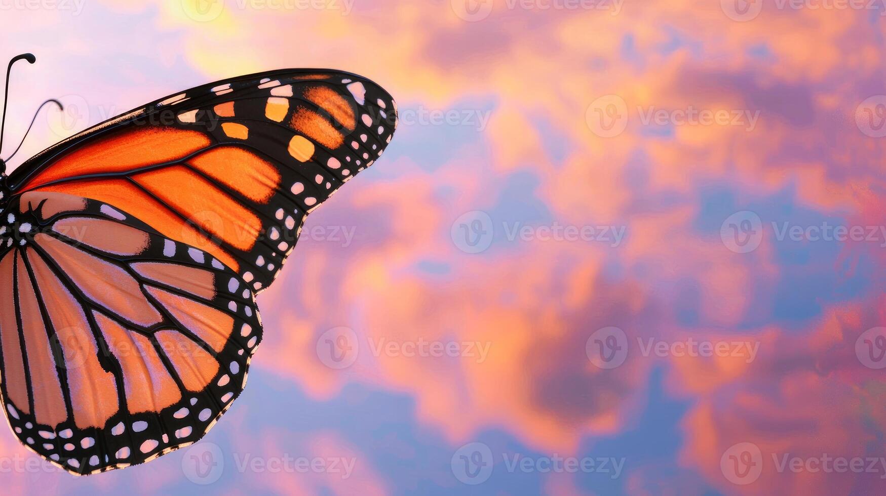 A monarch butterfly is flying in the sky photo
