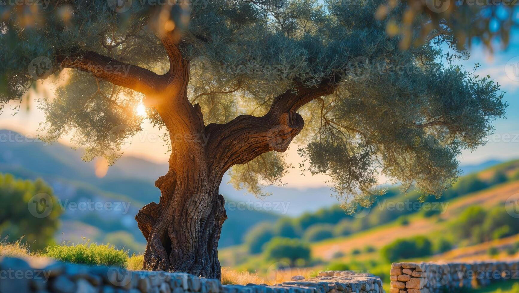 Olive tree bathed in golden sunlight on a hillside during sunset photo