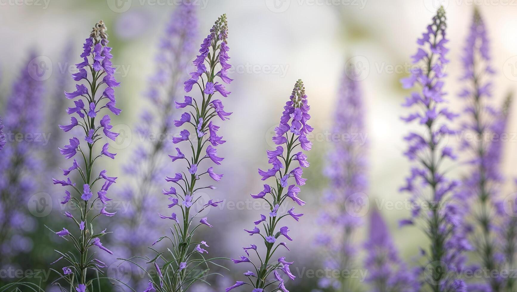 Delicate purple flowers bloom in a serene garden during early morning sunlight hours photo
