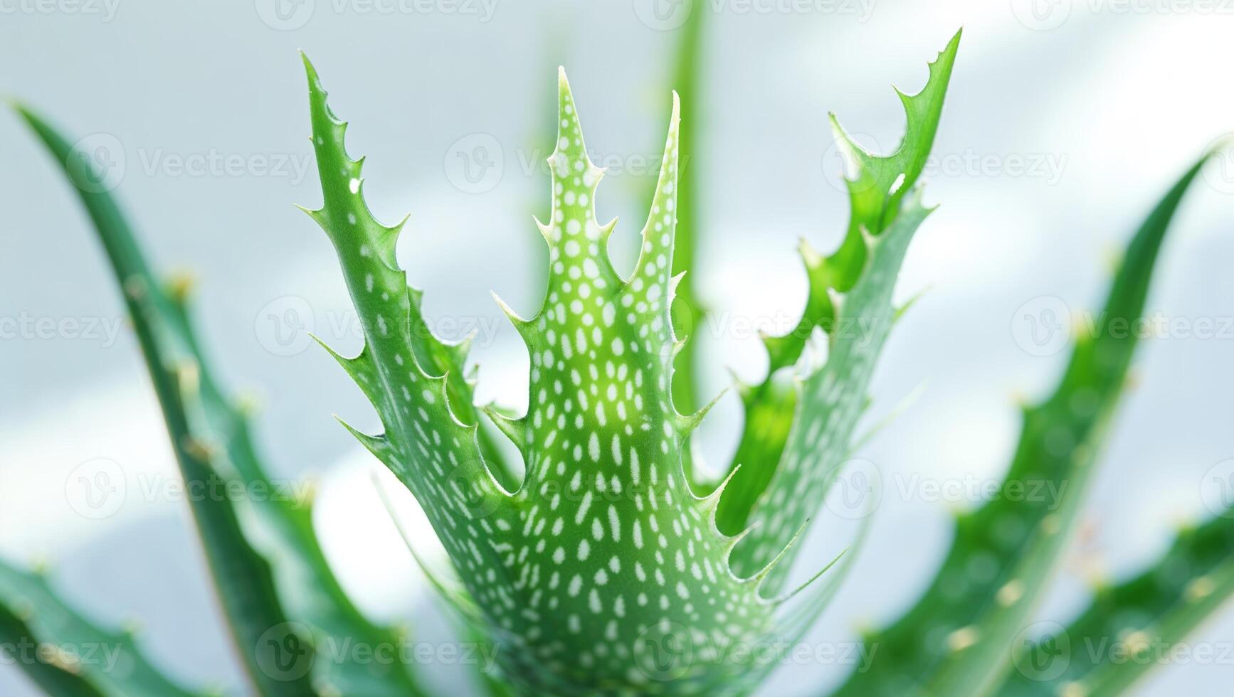Vibrant green aloe vera plant with unique leaf texture in a bright indoor setting during daytime photo