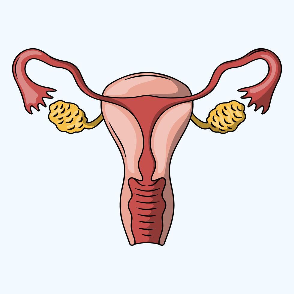 Anatomy of a Healthy Female Reproductive System vector