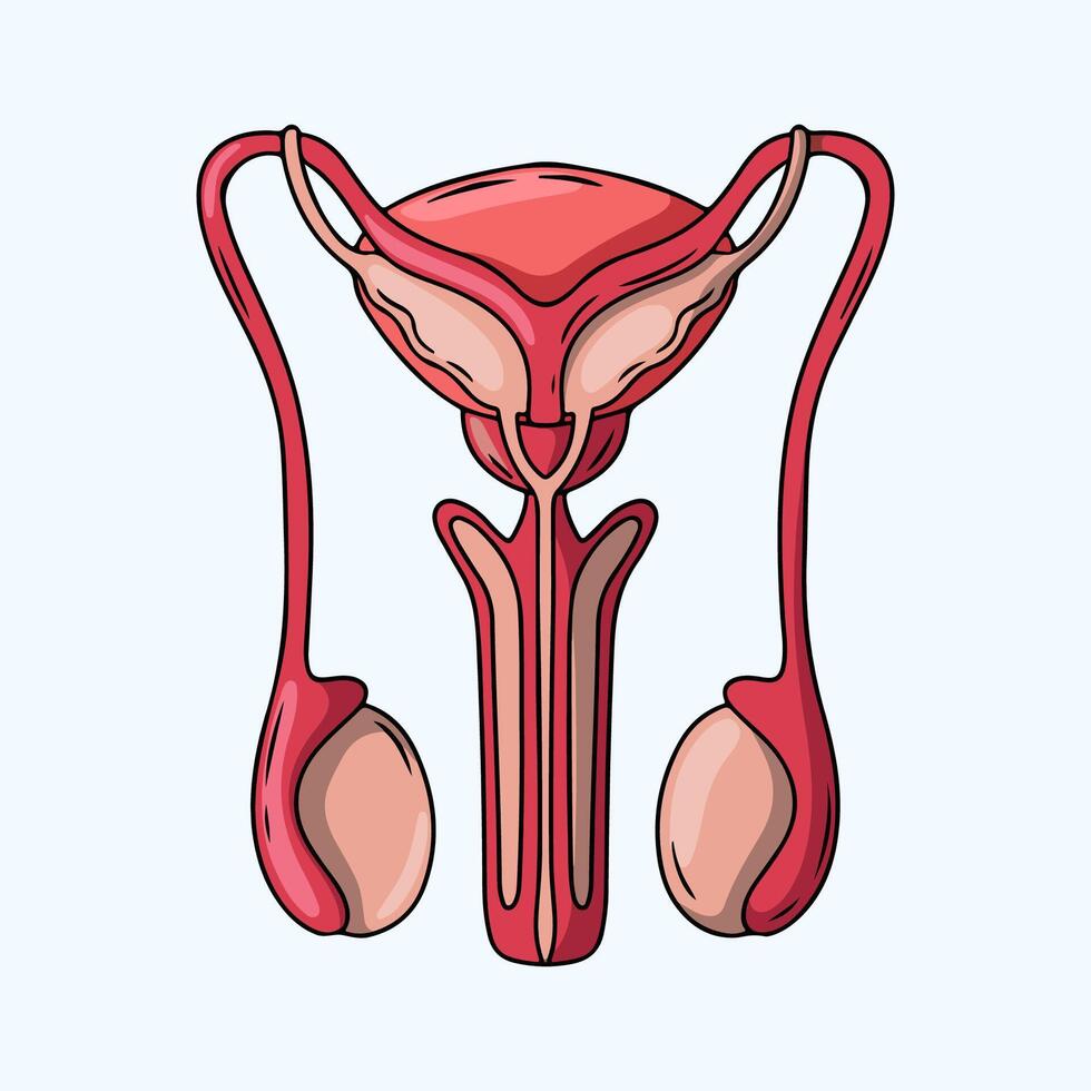 Anatomy of a Healthy Male Reproductive System vector