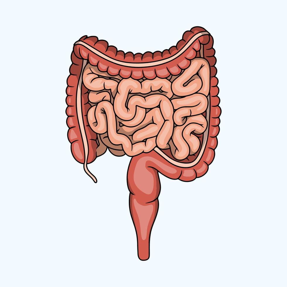 Anatomy of a Healthy Human Digestive System vector