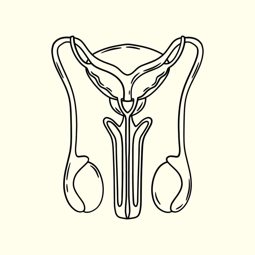 Anatomy of a Healthy Male Reproductive System. Thin line illustration. vector