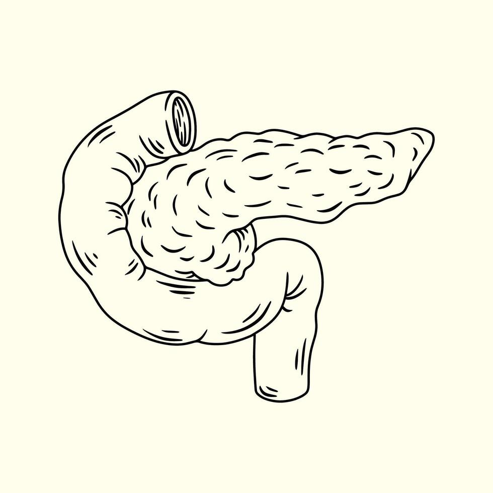 Illustration of the anatomy of a healthy human pancreas. Thin line illustration. vector