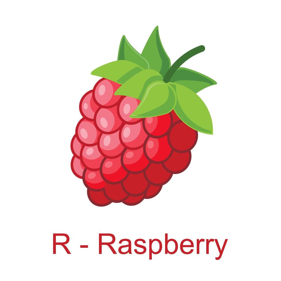 Flat illustration alphabet R for Raspberry, learning for kids vector